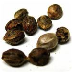 Семена марихуаны АК-47 (Seeds AK-47) в Калуге Семена марихуаны АК-47 (Seeds AK-47) в Калуге